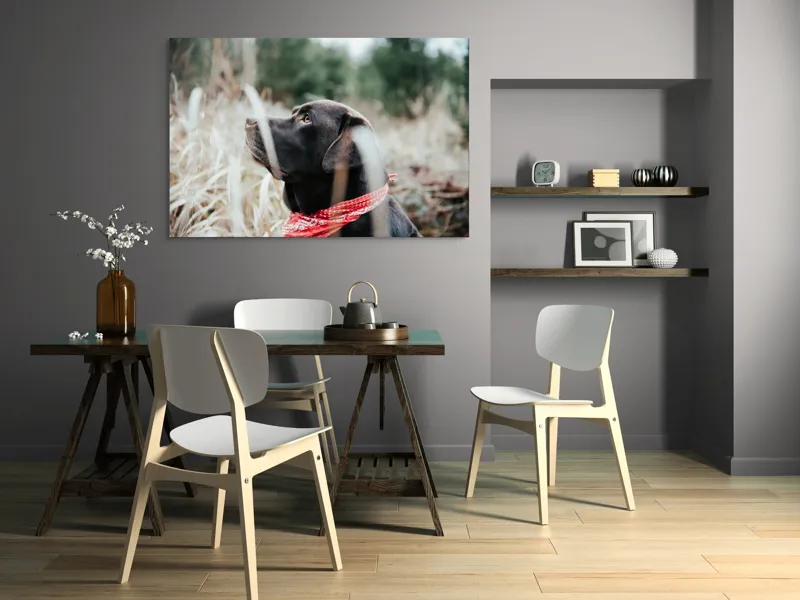 Tablou Canvas, "Nu știu cine este în fotografie.", Câine, Labră, Bandană, Natură, Ochi, Blană, Iarbă, Observare, Urechi, Peisaj, 150 x 100 cm – poza 5