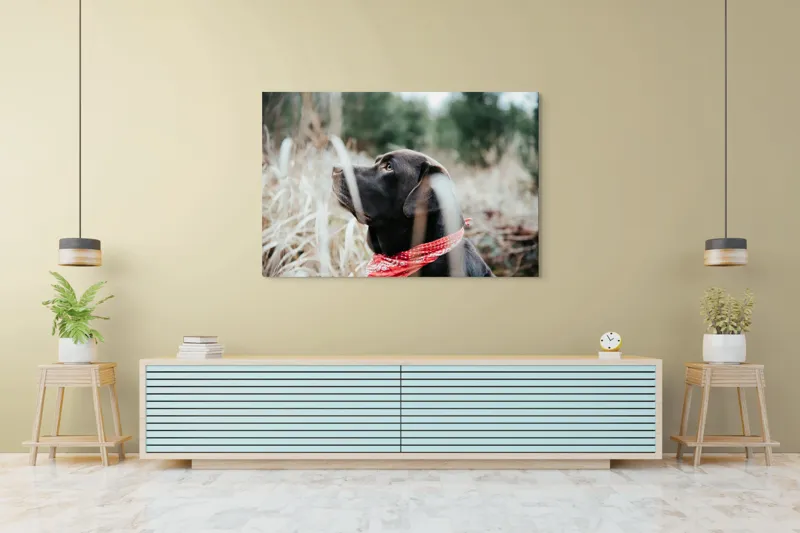 Tablou Canvas, "Nu știu cine este în fotografie.", Câine, Labră, Bandană, Natură, Ochi, Blană, Iarbă, Observare, Urechi, Peisaj, 150 x 100 cm – poza 6