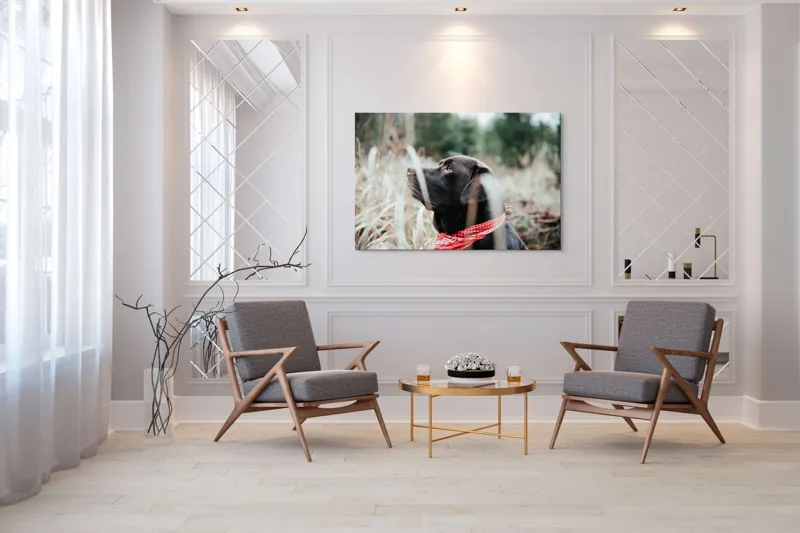 Tablou Canvas, "Nu știu cine este în fotografie.", Câine, Labră, Bandană, Natură, Ochi, Blană, Iarbă, Observare, Urechi, Peisaj, 150 x 100 cm – poza 7