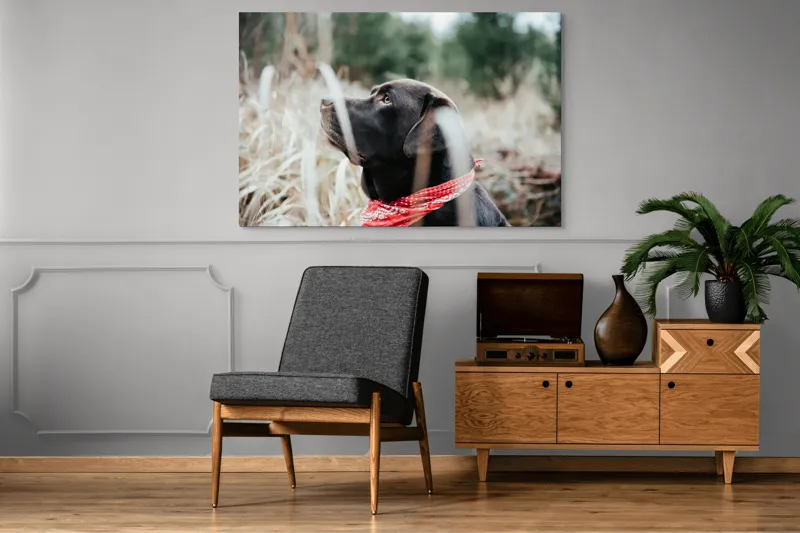 Tablou Canvas, "Nu știu cine este în fotografie.", Câine, Labră, Bandană, Natură, Ochi, Blană, Iarbă, Observare, Urechi, Peisaj, 150 x 100 cm – poza 8