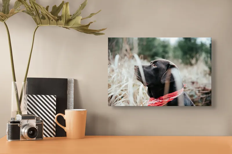 Tablou Canvas, "Nu știu cine este în fotografie.", Câine, Labră, Bandană, Natură, Ochi, Blană, Iarbă, Observare, Urechi, Peisaj, 39 x 26 cm – poza 3
