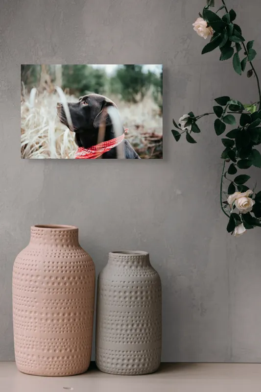 Tablou Canvas, "Nu știu cine este în fotografie.", Câine, Labră, Bandană, Natură, Ochi, Blană, Iarbă, Observare, Urechi, Peisaj, 39 x 26 cm – poza 4