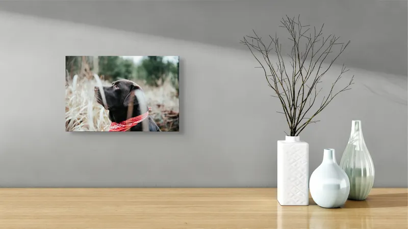 Tablou Canvas, "Nu știu cine este în fotografie.", Câine, Labră, Bandană, Natură, Ochi, Blană, Iarbă, Observare, Urechi, Peisaj, 39 x 26 cm – poza 8