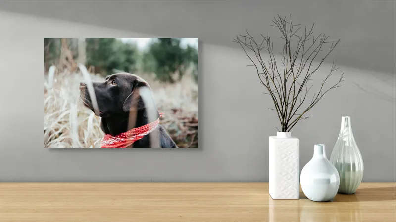 Tablou Canvas, "Nu știu cine este în fotografie.", Câine, Labră, Bandană, Natură, Ochi, Blană, Iarbă, Observare, Urechi, Peisaj, 54 x 39 cm – poza 3