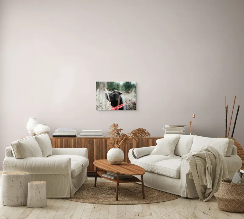 Tablou Canvas, "Nu știu cine este în fotografie.", Câine, Labră, Bandană, Natură, Ochi, Blană, Iarbă, Observare, Urechi, Peisaj, 54 x 39 cm – poza 5