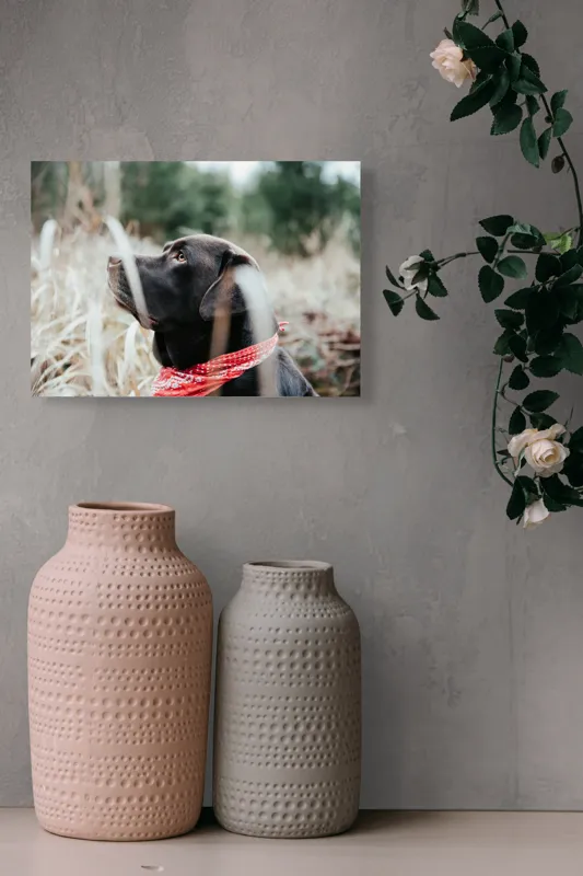 Tablou Canvas, "Nu știu cine este în fotografie.", Câine, Labră, Bandană, Natură, Ochi, Blană, Iarbă, Observare, Urechi, Peisaj, 54 x 39 cm – poza 8