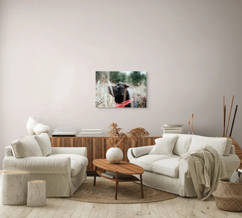 Tablou Canvas, Câine, Labră, Bandană, Natură, Ochi, Blană, Iarbă, Observare, Urechi, Peisaj, 70 x 50 cm – poza 6