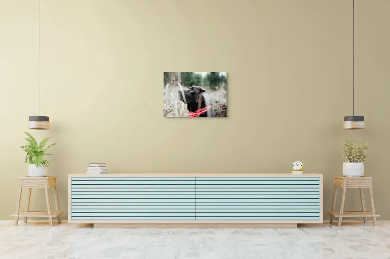 Tablou Canvas, Câine, Labră, Bandană, Natură, Ochi, Blană, Iarbă, Observare, Urechi, Peisaj, 70 x 50 cm – poza 7