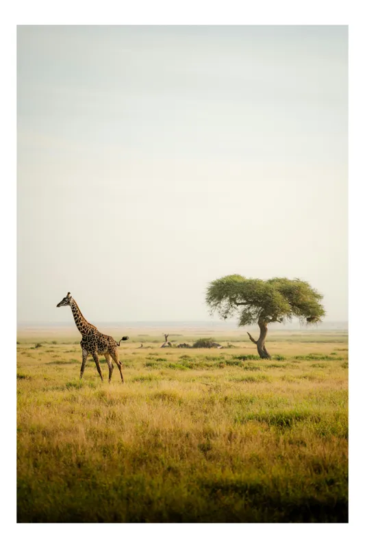 Tablou Canvas, "Girafă în savana africană liniștită", Girafă, Savana, Copac, Cer, Peisaj, 70 x 100 cm