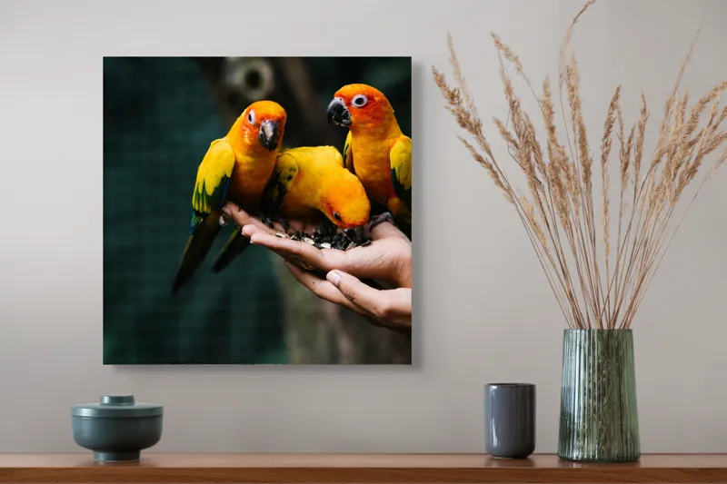 Tablou Canvas, "Păsări colorate în palmă umană", Păsări, Culori, Mănâncă, Mână, Natură, 50 x 50 cm – poza 4