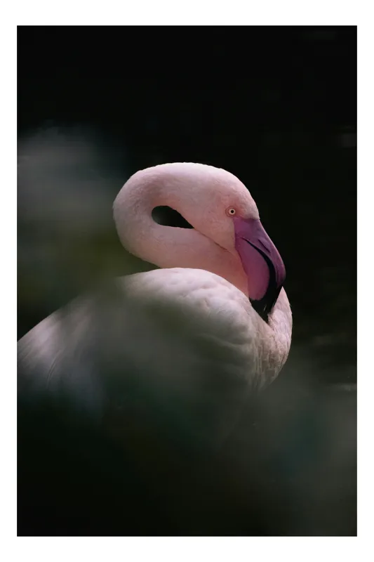 Tablou Canvas, "Flamingo în penumbră liniștită", Elegant, Grațios, Delicat, Strălucitor, Silentios, Contrastant, Misterios, Suav, Natural, Plăcut, 70 x 100 cm