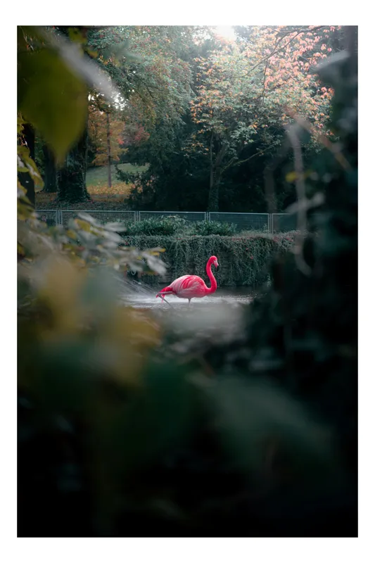 Tablou Canvas, "Flamingo roz în pădurea de toamnă", Flamingo, Roz, Pădure, Apă, Reflexii, Lumină, Frunze, Toamnă, Tranquilitate, Natură, 70 x 100 cm