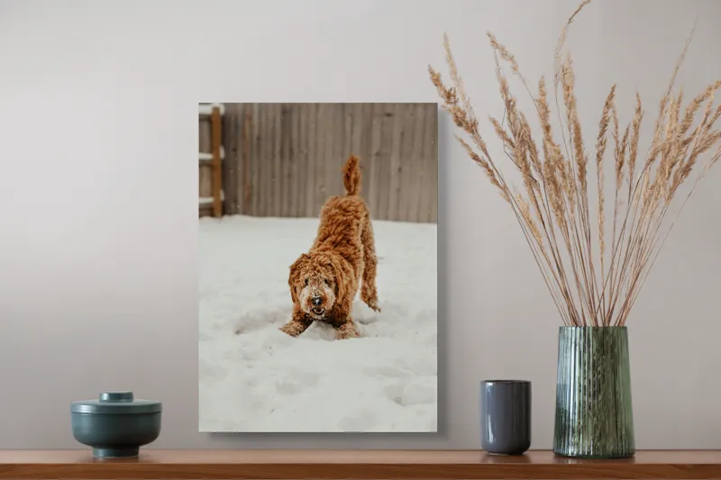 Tablou Canvas, "Câine jucăuș în zăpadă albă", Câine, Nisipiu, Iarnă, Zăpadă, Joacă, Gard, Distracție, Energie, 39 x 54 cm – poza 3