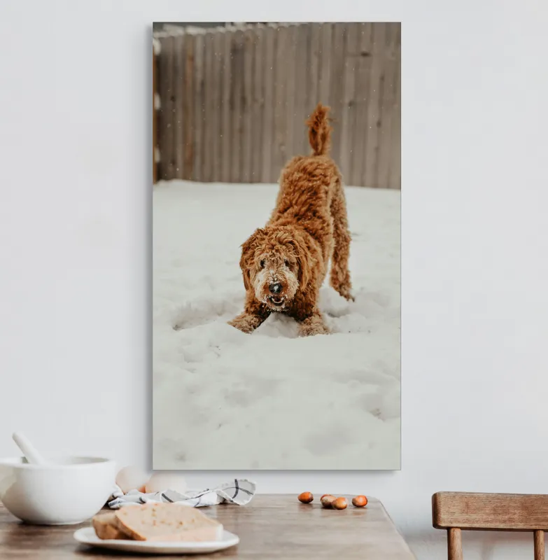 Tablou Canvas, "Câine jucăuș în zăpadă albă", Câine, Nisipiu, Iarnă, Zăpadă, Joacă, Gard, Distracție, Energie, 50 x 90 cm – poza 3