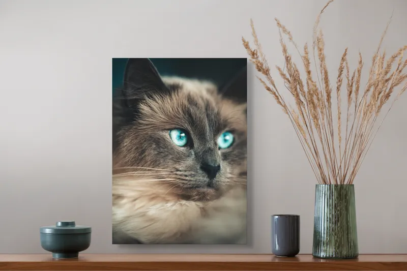 Tablou Canvas, "Pisica cu ochi de safir", Pufos, Albastru, Privire, Felină, Calm, Blând, Intens, Frumos, 39 x 54 cm – poza 3