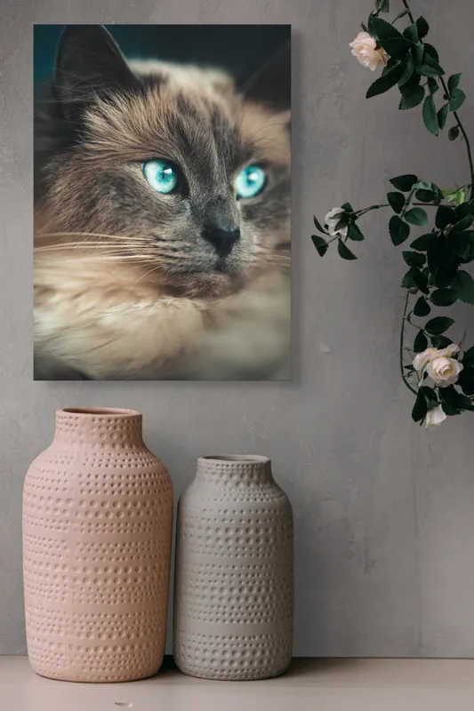 Tablou Canvas, "Pisica cu ochi de safir", Pufos, Albastru, Privire, Felină, Calm, Blând, Intens, Frumos, 39 x 54 cm – poza 6
