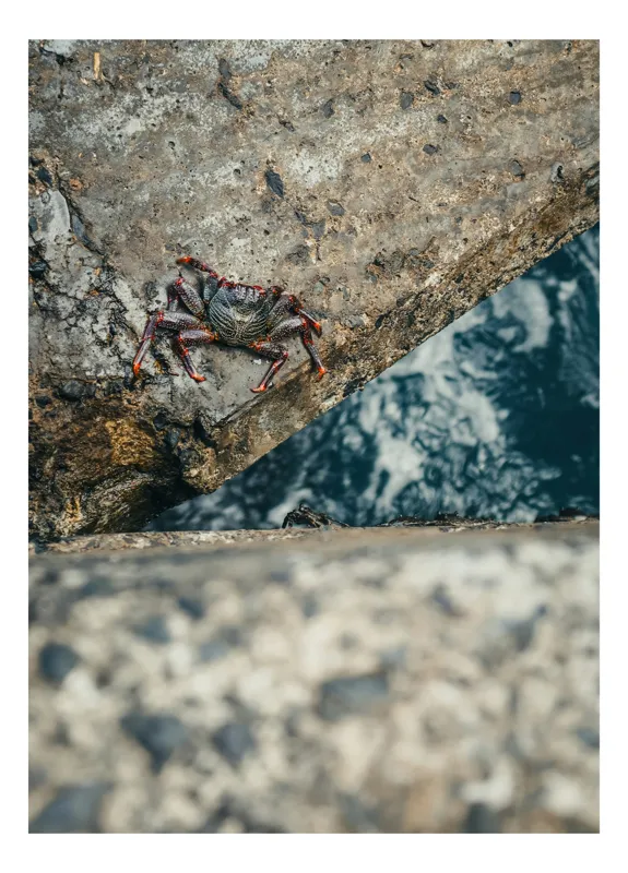 Tablou Canvas, "Crabul pe stâncile de la mare", Crab, Stone, Water, Texture, Nature, Contrast, Ocean, Claws, Movement, Edge, 50 x 90 cm