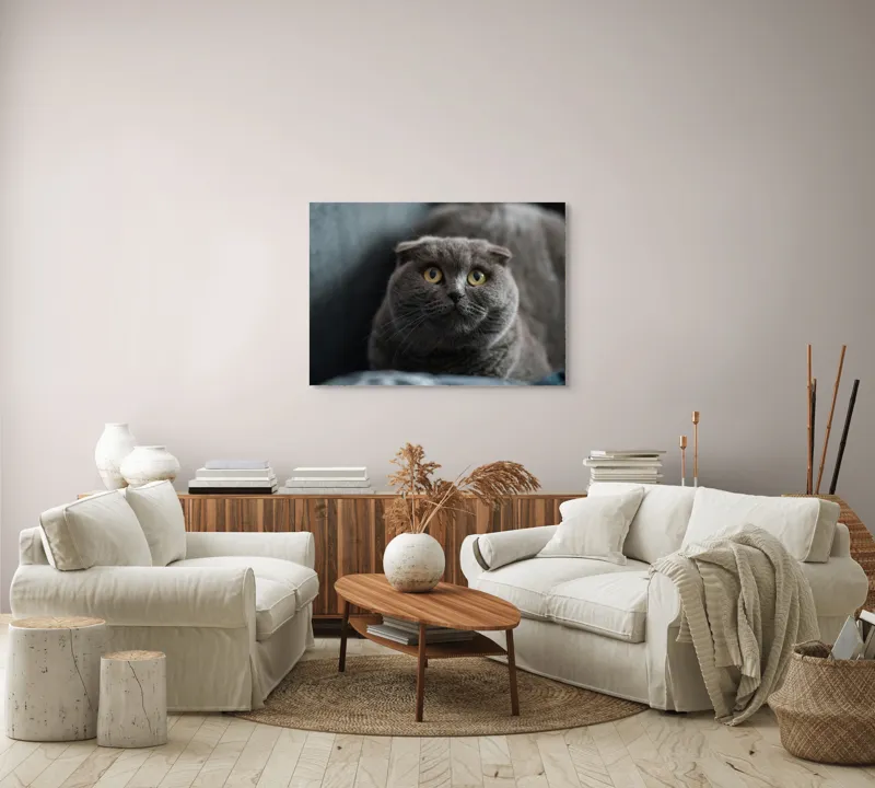 Tablou Canvas, "Pisică curioasă cu urechi pliate", Pisică, Pufoasă, Gri, Urechi, Rotunde, Ochii, Mari, Curiozitate, Blană, Moale, 100 x 70 cm – poza 3