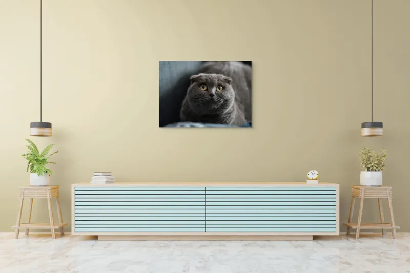Tablou Canvas, "Pisică curioasă cu urechi pliate", Pisică, Pufoasă, Gri, Urechi, Rotunde, Ochii, Mari, Curiozitate, Blană, Moale, 100 x 70 cm – poza 4