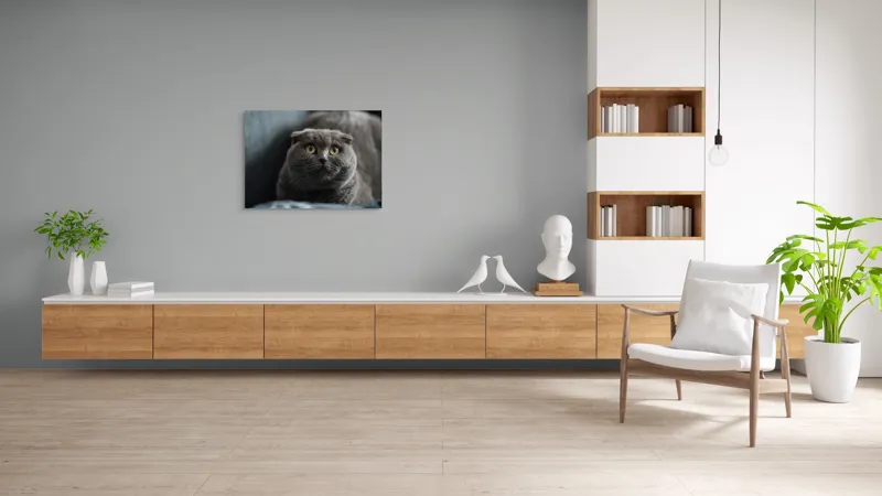 Tablou Canvas, "Pisică curioasă cu urechi pliate", Pisică, Pufoasă, Gri, Urechi, Rotunde, Ochii, Mari, Curiozitate, Blană, Moale, 100 x 70 cm – poza 6