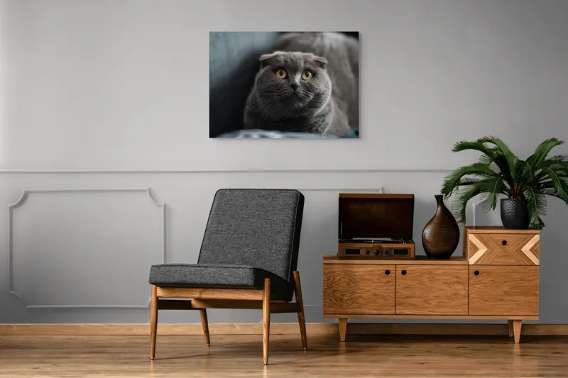 Tablou Canvas, "Pisică curioasă cu urechi pliate", Pisică, Pufoasă, Gri, Urechi, Rotunde, Ochii, Mari, Curiozitate, Blană, Moale, 100 x 70 cm – poza 8