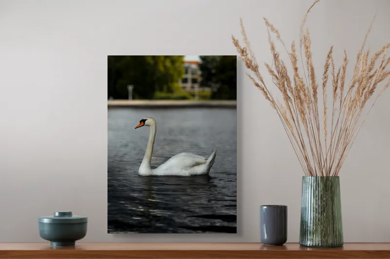 Tablou Canvas, "Grația lebedei pe lacul liniștit", Lebădă, Apă, Grație, Eleganță, Natură, Reflecție, Serenitate, Plumaj, Contrast, Peisaj., 39 x 54 cm – poza 3