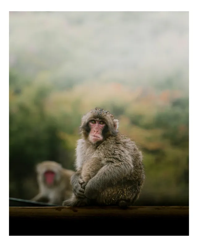 Tablou Canvas, "Maimuțe odihnindu-se în natură", Maimuță, Blană, Natură, Toamnă, Privire, Relaxează, Singurătate, Culori, Pădure, Vreme, Dulceagă, Observație, 50 x 70 cm