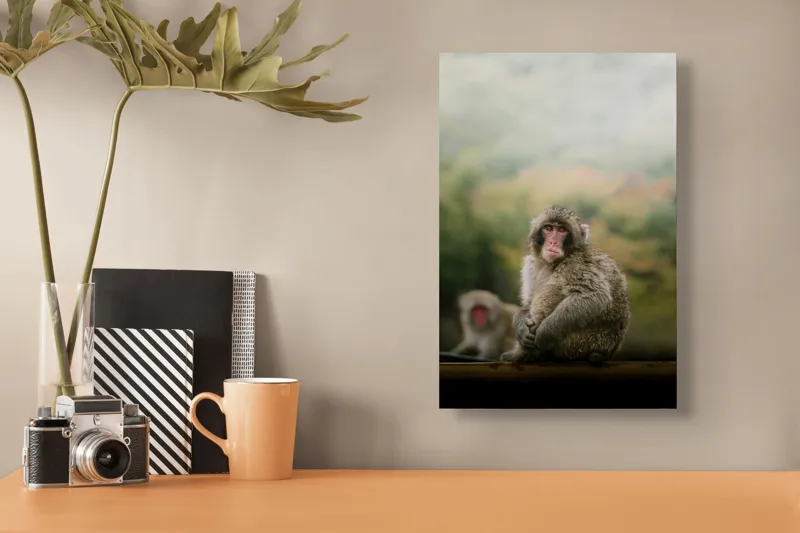 Tablou Canvas, "Maimuțe odihnindu-se în natură", Maimuță, Blană, Natură, Toamnă, Privire, Relaxează, Singurătate, Culori, Pădure, Vreme, Dulceagă, Observație, 26 x 39 cm – poza 3