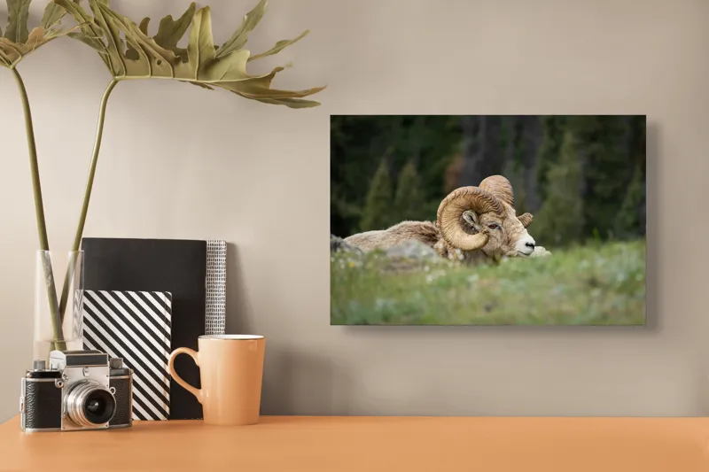 Tablou Canvas, "Relaxare printre verzi pajiști alpine", Bighorn, Oaie, Cornuri, Pajiște, Relaxează, Montana, Blană, Mediu, Sălbatic, Natură, 39 x 26 cm – poza 3