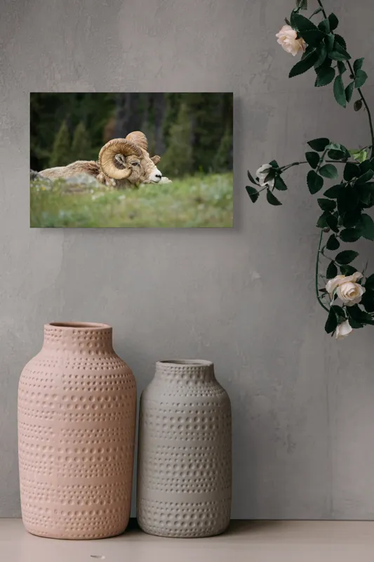 Tablou Canvas, "Relaxare printre verzi pajiști alpine", Bighorn, Oaie, Cornuri, Pajiște, Relaxează, Montana, Blană, Mediu, Sălbatic, Natură, 39 x 26 cm – poza 4