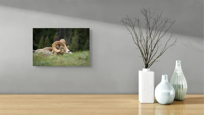 Tablou Canvas, "Relaxare printre verzi pajiști alpine", Bighorn, Oaie, Cornuri, Pajiște, Relaxează, Montana, Blană, Mediu, Sălbatic, Natură, 39 x 26 cm – poza 8