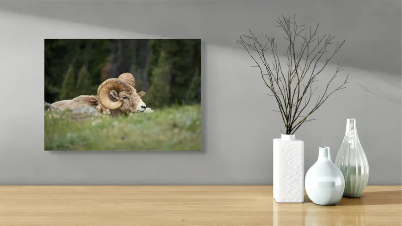 Tablou Canvas, "Relaxare printre verzi pajiști alpine", Bighorn, Oaie, Cornuri, Pajiște, Relaxează, Montana, Blană, Mediu, Sălbatic, Natură, 54 x 39 cm – poza 3