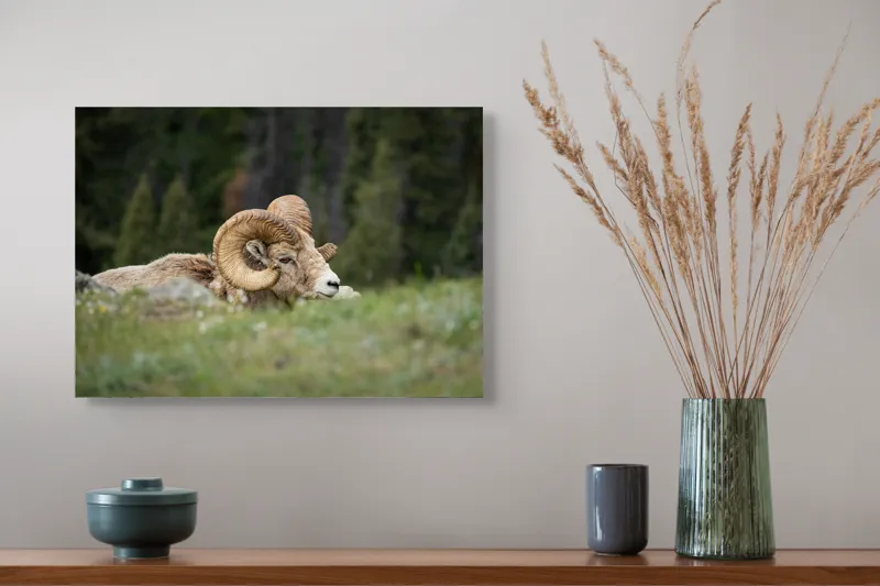 Tablou Canvas, "Relaxare printre verzi pajiști alpine", Bighorn, Oaie, Cornuri, Pajiște, Relaxează, Montana, Blană, Mediu, Sălbatic, Natură, 54 x 39 cm – poza 4