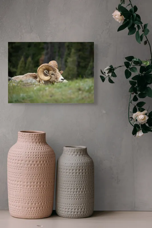 Tablou Canvas, "Relaxare printre verzi pajiști alpine", Bighorn, Oaie, Cornuri, Pajiște, Relaxează, Montana, Blană, Mediu, Sălbatic, Natură, 54 x 39 cm – poza 8