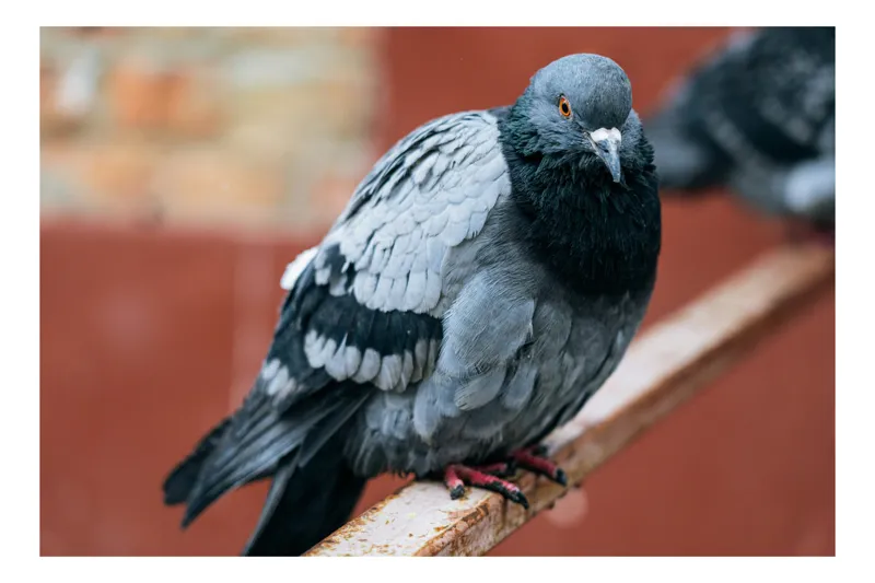 Tablou Canvas, "Porumbel solitar pe ramură ruginită", Pigeon, Feathers, Urban, Rail, Perched, 70 x 50 cm