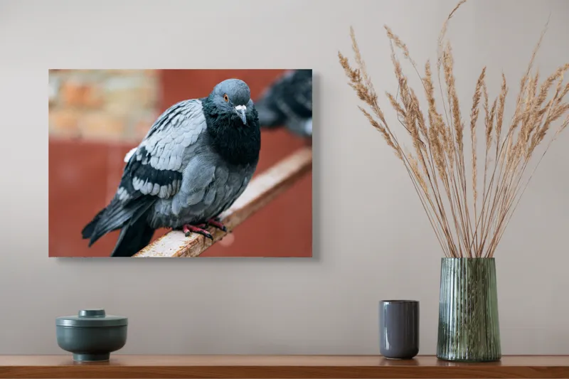Tablou Canvas, "Porumbel solitar pe ramură ruginită", Pigeon, Feathers, Urban, Rail, Perched, 54 x 39 cm – poza 4