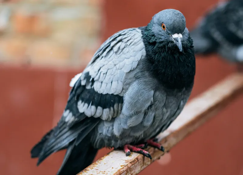 Tablou Canvas, "Porumbel solitar pe ramură ruginită", Pigeon, Feathers, Urban, Rail, Perched, 54 x 39 cm – poza 2