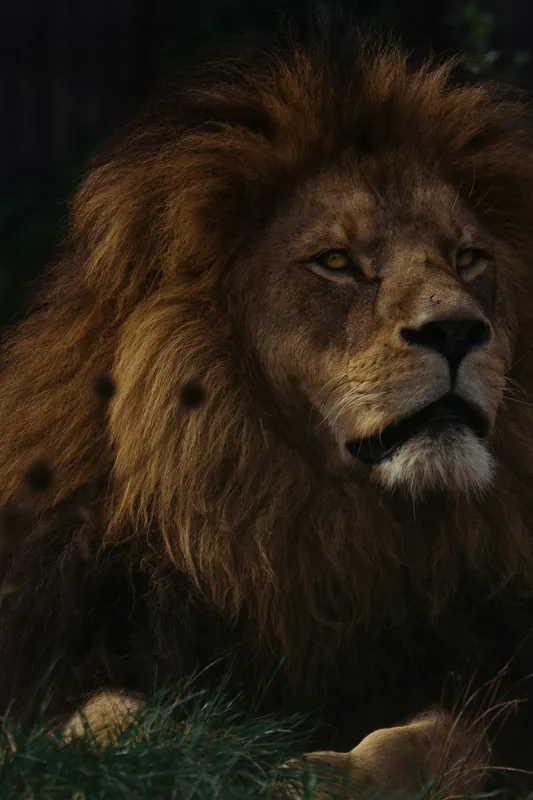 Tablou Canvas, "Regele savanei în amurgul african", Noblețe, Putere, Măreție, Serenitate, Eleganță, 26 x 39 cm – poza 2