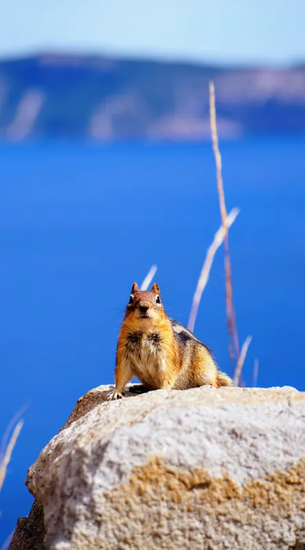 Tablou Canvas, "Veveriță curajoasă pe stâncă albastră", Chipmunk, Rocă, Albastru, Cer, Apă, Vedere, Natură, Curiozitate, 50 x 90 cm – poza 2