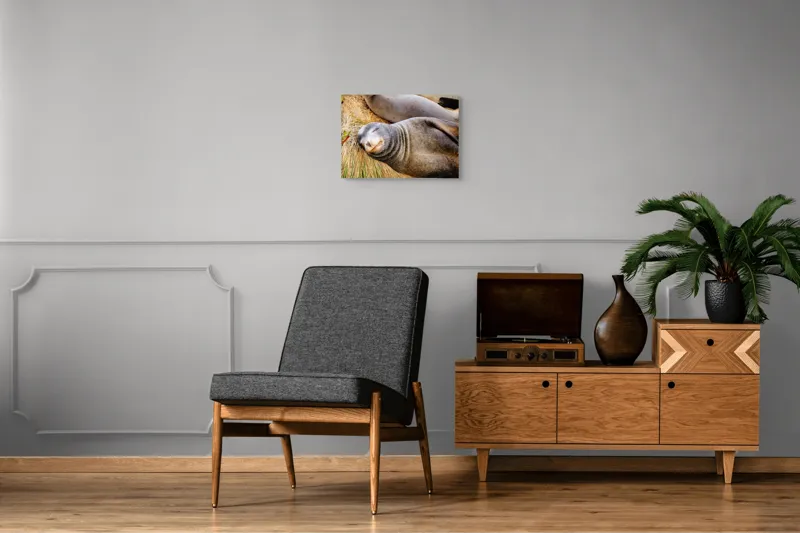 Tablou Canvas, "Leu de mare dormind liniștit", Somn, Liniște, Relaxare, Blană, Natură, Vedele, Serenitate, Odihnă., 54 x 39 cm – poza 7