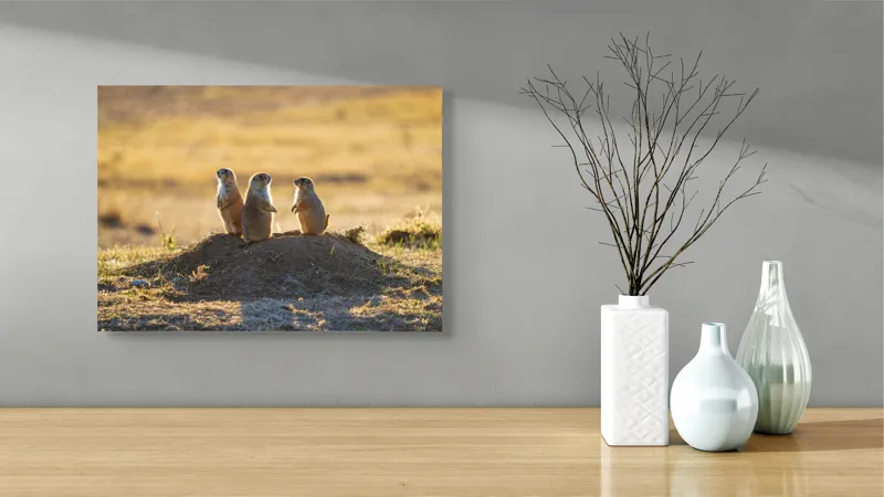 Tablou Canvas, "Suricatele veghează de pe movilă", Suricate, Deal, Apus, Veghe, Natură, Căldură, Serenitate, Pază, Peisaj, 54 x 39 cm – poza 3