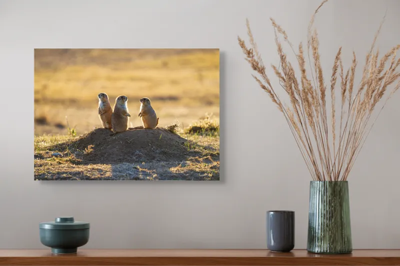 Tablou Canvas, "Suricatele veghează de pe movilă", Suricate, Deal, Apus, Veghe, Natură, Căldură, Serenitate, Pază, Peisaj, 54 x 39 cm – poza 4