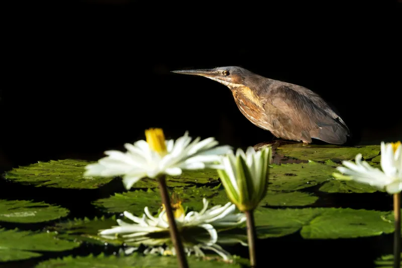 Tablou Canvas, "Pasărea contemplând liniștea lacului", Pasăre, Nufăr, Apele, Verde, Lumină, Natură, Reflexie, Serenitate, Contrast, Frumusețe., 39 x 26 cm – poza 2