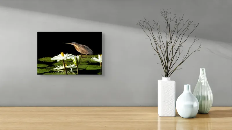 Tablou Canvas, "Pasărea contemplând liniștea lacului", Pasăre, Nufăr, Apele, Verde, Lumină, Natură, Reflexie, Serenitate, Contrast, Frumusețe., 39 x 26 cm – poza 8