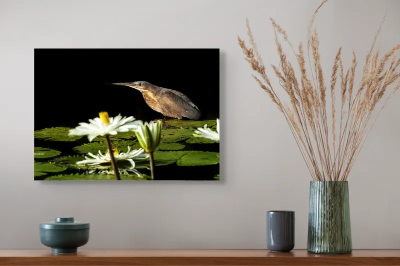 Tablou Canvas, "Pasărea contemplând liniștea lacului", Pasăre, Nufăr, Apele, Verde, Lumină, Natură, Reflexie, Serenitate, Contrast, Frumusețe., 54 x 39 cm – poza 4