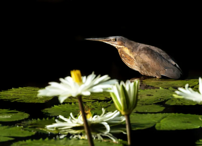 Tablou Canvas, "Pasărea contemplând liniștea lacului", Pasăre, Nufăr, Apele, Verde, Lumină, Natură, Reflexie, Serenitate, Contrast, Frumusețe., 54 x 39 cm – poza 2