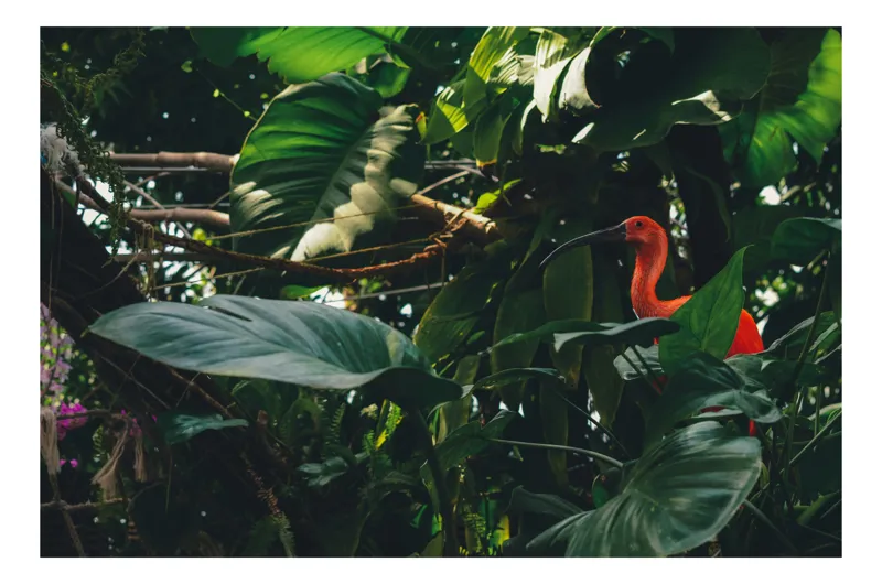 Tablou Canvas, "Pasăre roșie în jungla verde", Scarlat, Lumină, Frunze, Tropical, Păsare, Verde, Junglă, Umbră, 54 x 39 cm
