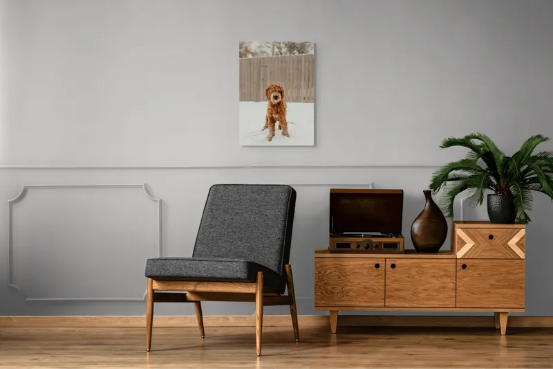 Tablou Canvas, "Câinele de companie în zăpadă albă", Câine, Zăpadă, Gard, Iarnă, Ninge, Blană Creață, Curte, Copac Barest, 50 x 70 cm – poza 8