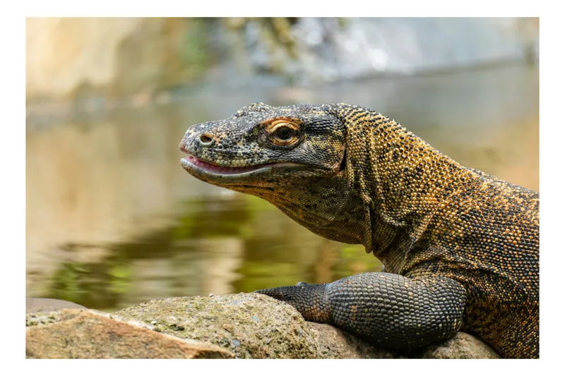 Tablou Canvas, "Dragonul de Komodo contemplând natura", Dragon, Textură, Reptilă, Natură, Apă, Scăldat, Solzi, Privire, Ambient, Peisaj, 150 x 100 cm