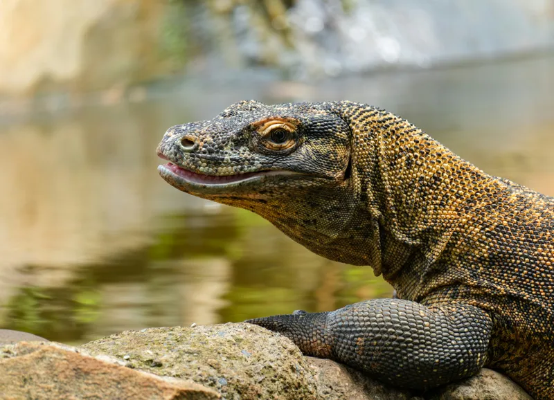 Tablou Canvas, "Dragonul de Komodo contemplând natura", Dragon, Textură, Reptilă, Natură, Apă, Scăldat, Solzi, Privire, Ambient, Peisaj, 54 x 39 cm – poza 2